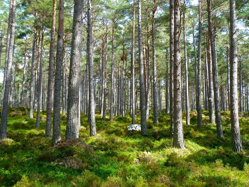 Woodland Whimsy